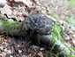 Pikkelyes tinóru (Strobilomyces strobilaceus), Zemplén